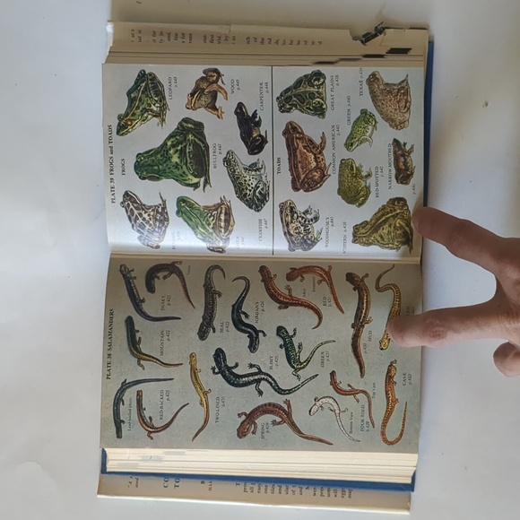 Complete Field Guide to American Wildlife - 1959 - Picture 13 of 15